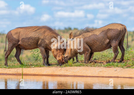 Deux phacochère (Phacochoerus Africanus) en face de l'autre, se cogner la tête, combats, Welgevonden Game Reserve, Afrique du Sud. Banque D'Images