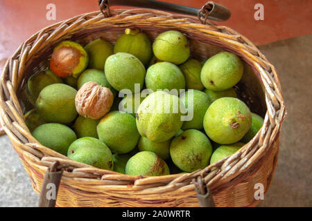 Les noix en panier. Les écrous en pelures vert sont cueillies dans le tissu pour l'osier. La saison de la récolte d'automne concept. Une alimentation saine et source de graisses insaturées Banque D'Images