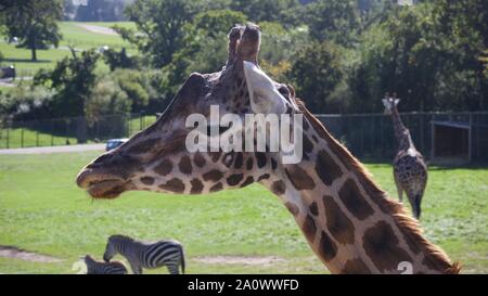 Girafes et zèbres profitant du soleil en été. Photos prises à Longleat Safari Park. Banque D'Images