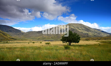 Beau paysage d'herbage, un seul arbre et les montagnes sur la zone gare Molesworth en Nouvelle-Zélande, île du Sud. Banque D'Images