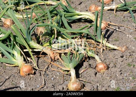 Oignon oignons sécher sur le sol dans un jardin bio Allium cepa Champion Bedfordshire Banque D'Images