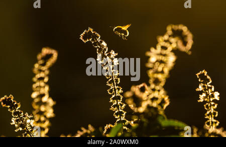 Wentorf Bei Hamburg, Allemagne. 22 Sep, 2019. Dans le réchauffement soleil d'automne dans un jardin, d'un bourdon vole à la recherche de nectar sur une plante à fleurs encore le basilic. Credit : Ulrich Perrey/dpa/Alamy Live News Banque D'Images