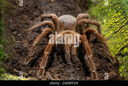 Brown tarantula spider closeup Banque D'Images