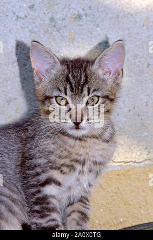 Portrait d'un mackerel tabby kitten assis bien droit en face d'un mur Banque D'Images