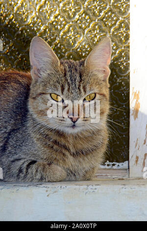 Portrait d'un chat tigré gris brunâtre assis sur un rebord de fenêtre avec pieds repliés sous Banque D'Images