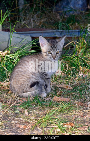 Chaton tigré gris assis bien droit sur le gazon flétri couverts par des feuilles sèches, latéral vue rapprochée Banque D'Images