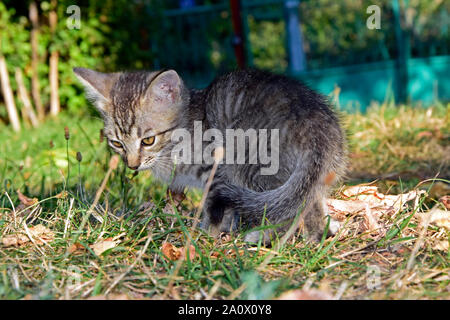 Chaton tigré gris tournant autour de on grassy sol recouvert de feuilles sèches Banque D'Images