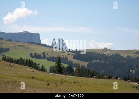 Prairies de foin couvrant l'Alpe Di Siusi et le Sciliar Schlern et Santnar Spitze en arrière-plan Selva Val Gardena Italie Banque D'Images