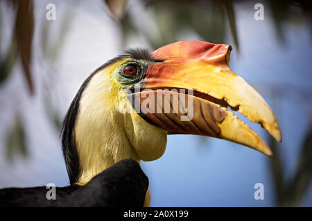 Libre d'un calao. Cet oiseau est indigène de l'Asie du Sud-Est, et vit dans les zones marécageuses et les forêts tropicales. Banque D'Images