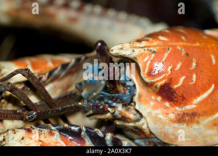 Gros plan de Robber Crab, Birgus latro, vulnérable , Christmas Island, Australie Banque D'Images