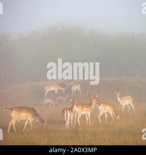 Chers en jachère dans la brume du matin sur la campagne de Basse-Saxe en Allemagne Banque D'Images