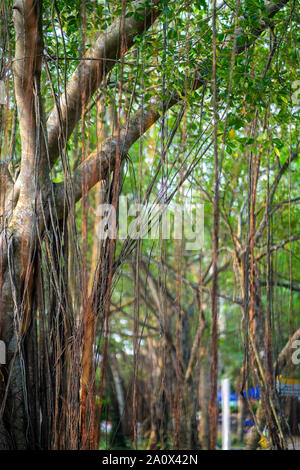 Ombragé par les arbres, arbres banyan garden à Lakeside, sunbeam brille à travers les branches de banians sur l'herbe verte, un endroit très agréable. Banque D'Images