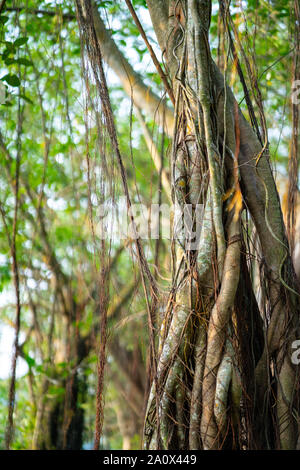 Ombragé par les arbres, arbres banyan garden à Lakeside, sunbeam brille à travers les branches de banians sur l'herbe verte, un endroit très agréable. Banque D'Images