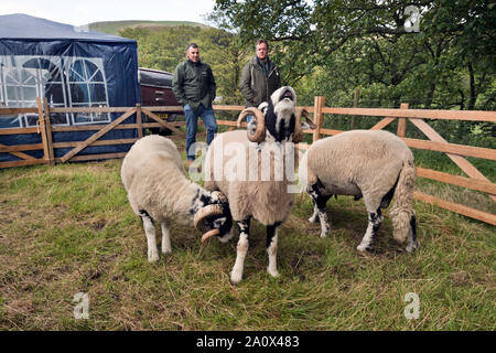 Swaledale juger les moutons, Moorcock Show qui a eu lieu entre Garsdale et Hawes, Yorkshire du Nord, septembre 2019. Le spectacle est avant tout un spectacle de moutons. Banque D'Images