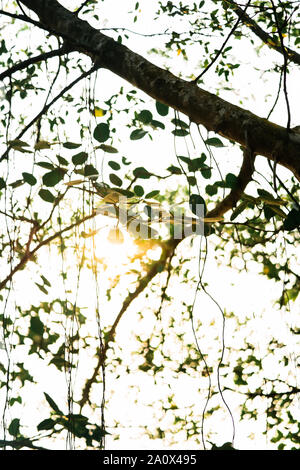 Ombragé par les arbres, arbres banyan garden à Lakeside, sunbeam brille à travers les branches de banians sur l'herbe verte, un endroit très agréable. Banque D'Images