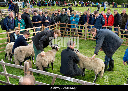 Swaledale juger les moutons, Muker Show, Swaledale, Yorkshire du Nord, septembre 2019. Muker Show est l'un des principaux salons des moutons Swaledale UK. Banque D'Images