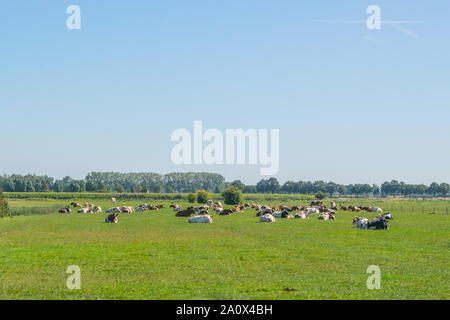 Paysage de polders néerlandais résumé avec des vaches allongé dans l'herbe Banque D'Images