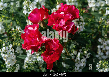 De couleur rouge foncé Rose Rotilia plusieurs têtes avec des fleurs blanches à l'arrière-plan Banque D'Images