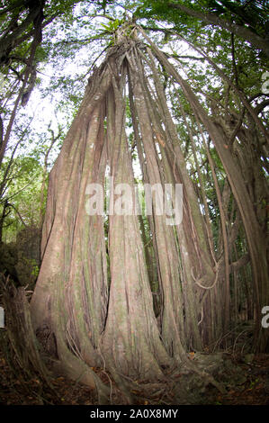 Figue à la racine, Ficus microcarpa, Christmas Island, Australie Banque D'Images