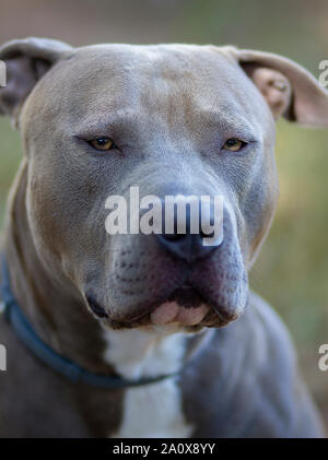 Magnifique portrait d'un mâle american Stafforshire Terrier bleu Banque D'Images