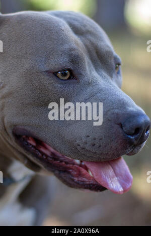 Magnifique portrait d'un mâle american Stafforshire Terrier bleu Banque D'Images