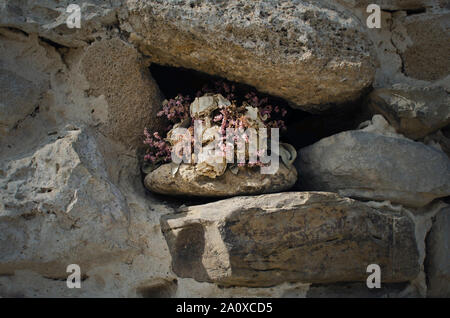 Fleurs séchées dans la "Torre del' de Puerco Porc (tour), ancienne tour de guet du 16ème siècle dans la côte de Chiclana de la Frontera, Cadix, Espagne. Toute information Banque D'Images