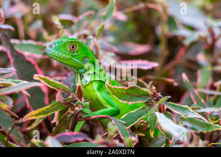 Juvenile iguane vert (Iguana iguana), gros plan sur l'usine de copperleaf - Pembroke Pines, Florida, USA Banque D'Images