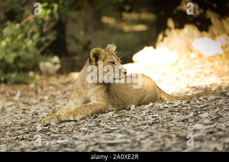 Lion Cub à Lion Lodge, Port Lympne Wild Animal Réserver Banque D'Images