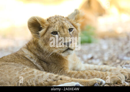 Lion Cub à Lion Lodge, Port Lympne Wild Animal Réserver Banque D'Images