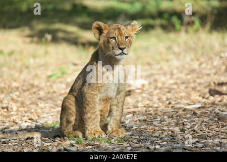 Lion Cub à Lion Lodge, Port Lympne Wild Animal Réserver Banque D'Images