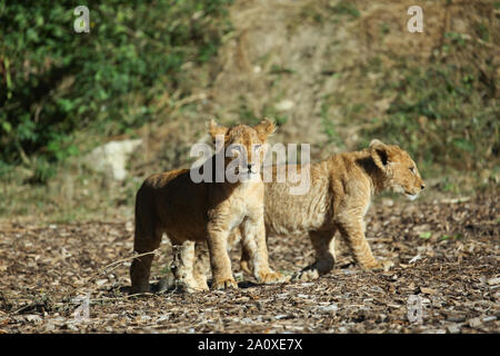 Des lionceaux au Lion Lodge, Port Lympne Wild Animal Réserver Banque D'Images