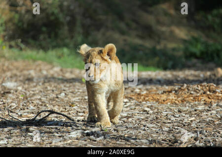 Lion Cub à Lion Lodge, Port Lympne Wild Animal Réserver Banque D'Images