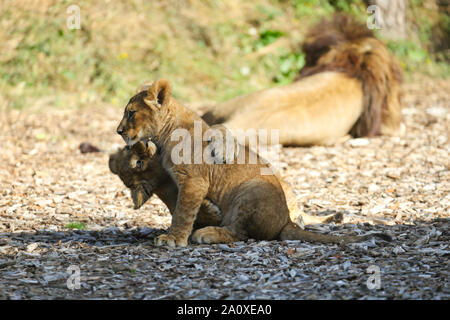 Des lionceaux jouer au Lion Lodge, Port Lympne Wild Animal Réserver Banque D'Images
