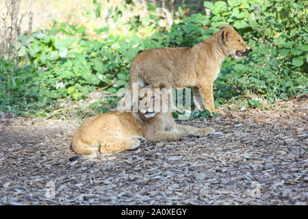 Des lionceaux au Lion Lodge, Port Lympne Wild Animal Réserver Banque D'Images