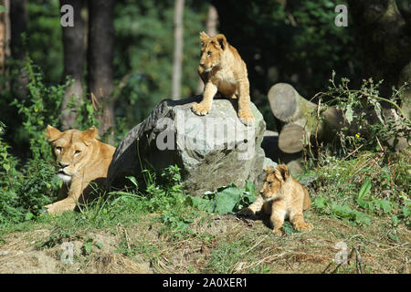 Lionne avec oursons à Lion Lodge, Port Lympne Wild Animal Réserver Banque D'Images