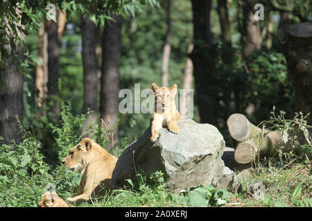 Lion Cub à Lion Lodge, Port Lympne Wild Animal Réserver Banque D'Images