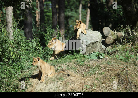 Lionne avec oursons à Lion Lodge, Port Lympne Wild Animal Réserver Banque D'Images