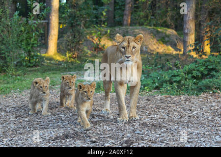 Lionne avec oursons à Lion Lodge, Port Lympne Wild Animal Réserver Banque D'Images