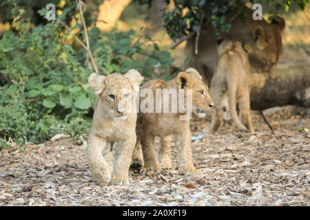 Des lionceaux au Lion Lodge, Port Lympne Wild Animal Réserver Banque D'Images