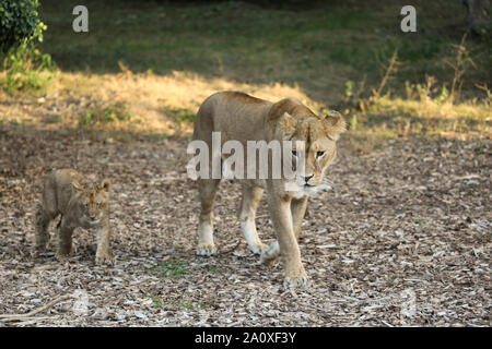 Lionne avec Cub à Lion Lodge, Port Lympne Wild Animal Réserver Banque D'Images