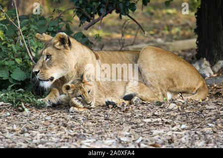 Lionne avec Cub à Lion Lodge, Port Lympne Wild Animal Réserver Banque D'Images