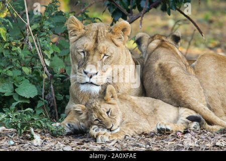 Lionne avec Cub à Lion Lodge, Port Lympne Wild Animal Réserver Banque D'Images