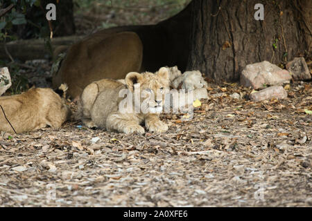 Lion Cub à Lion Lodge, Port Lympne Wild Animal Réserver Banque D'Images