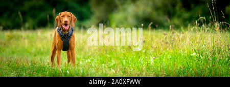 Gorgeous magyar Vizsla devint puppy wearing attelage debout dans un milieu d'une prairie. Portrait de chien de garde à l'extérieur. Banque D'Images