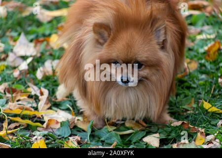 Races De Chiens Domestiques Spitz Pomeranian Chien