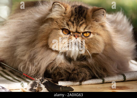 Chat persan. Des animaux adultes. Le chat a été photographié sur une promenade dans le parc. L'automne Banque D'Images