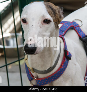Hortaya Greyhound. Horty lévriers sont des chiens de chasse et sportives, rare en Russie et pratiquement inconnu en dehors de ses frontières. Banque D'Images