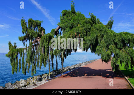 Vue d'un arbre Séquoia géant pleureur (Sequoiadendron giganteum pendulum) Banque D'Images