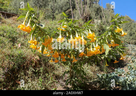 Arbuste en fleurs avec d'énormes fleurs allongées en forme de trompettes. Brugmansia avec fleurs jaune vif. Angel's Trumpet in nature tropicale. Banque D'Images