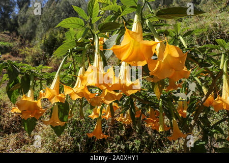 Arbuste en fleurs avec d'énormes fleurs allongées en forme de trompettes. Brugmansia avec fleurs jaune vif. Angel's Trumpet in nature tropicale. Banque D'Images